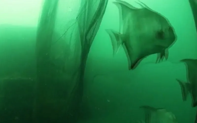 T&aacute;i sử dụng lưới đ&aacute;nh c&aacute; bị mắc dưới biển - Ảnh 1.