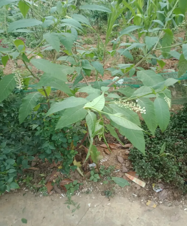 3 người bị ngộ độc rượu ngâm củ cây thương lục - Ảnh 1. 3 người bị ngộ độc rượu ngâm củ cây thương lục - Ảnh 1.