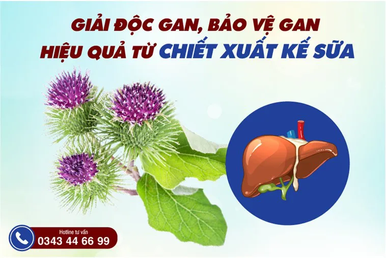 Top 4 dược liệu quý giải độc gan, phục hồi chức năng gan tốt nhất - Ảnh 1. Top 4 dược liệu quý giải độc gan, phục hồi chức năng gan tốt nhất - Ảnh 1.