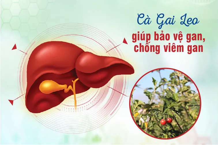 Top 4 dược liệu quý giải độc gan, phục hồi chức năng gan tốt nhất - Ảnh 3. Top 4 dược liệu quý giải độc gan, phục hồi chức năng gan tốt nhất - Ảnh 3.