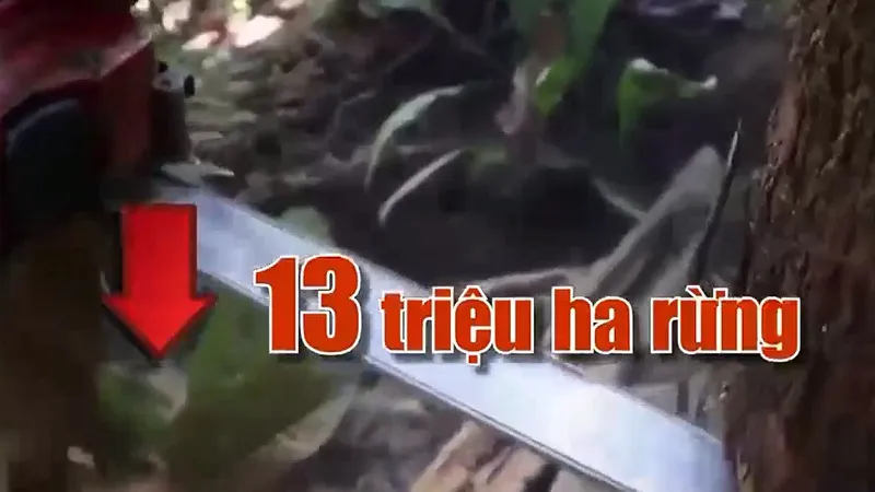 Cứ mỗi ph&uacute;t, thế giới mất đi một khu rừng c&oacute; diện t&iacute;ch bằng 10 s&acirc;n b&oacute;ng đ&aacute; - Ảnh 1.