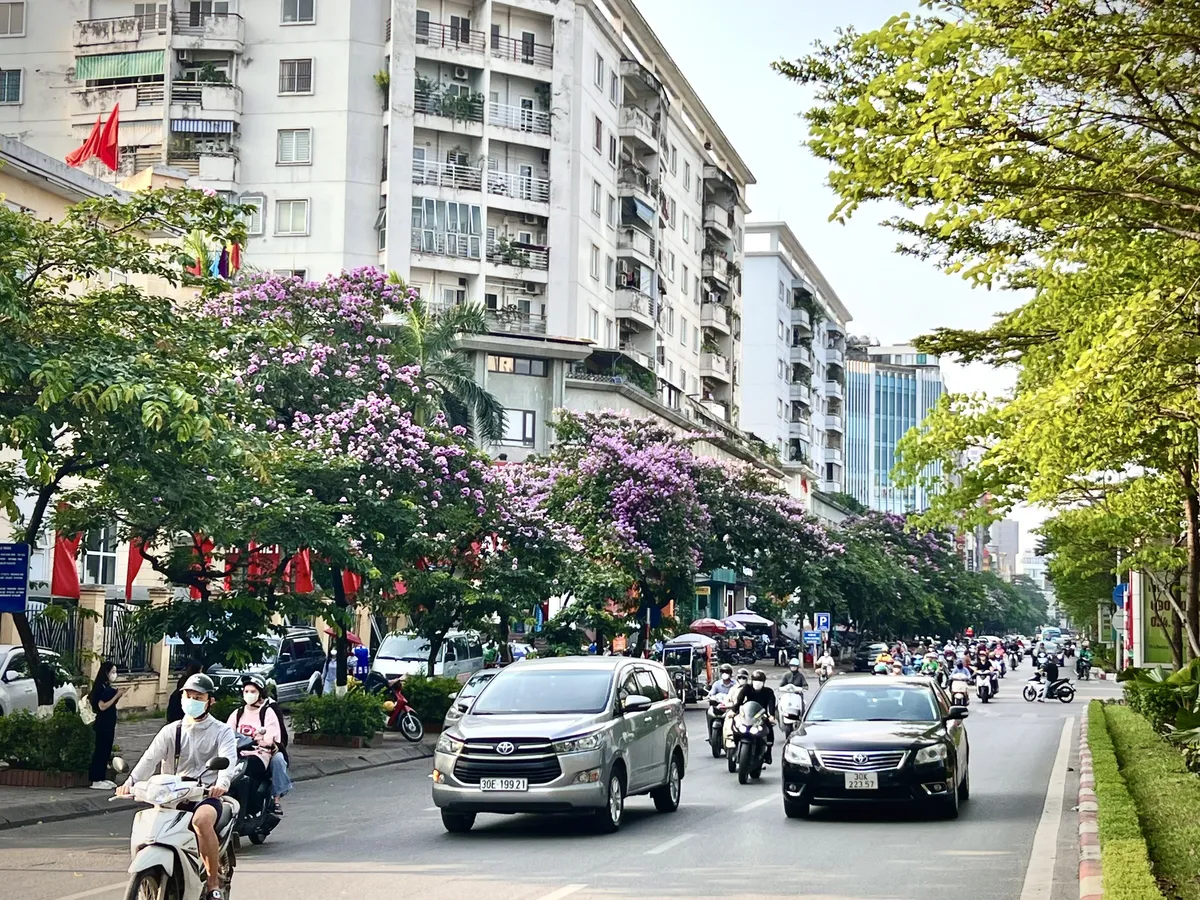 Hoa bằng lăng bung nở sắc tím ngợp trời Hà Nội - Ảnh 3.