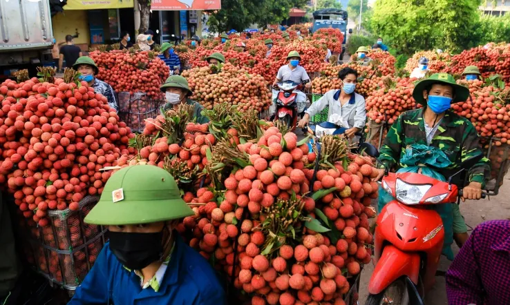 Bắc Giang sẵn sàng cho mùa vải chính vụ - Ảnh 1.