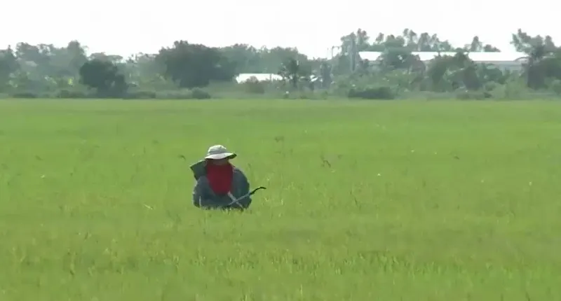 Thiết lập cơ sở dữ liệu gen l&uacute;a đầu ti&ecirc;n tr&ecirc;n thế giới - Ảnh 1.