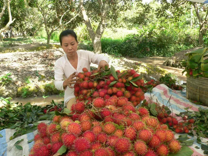 Chôm chôm rớt giá - Ảnh 1.