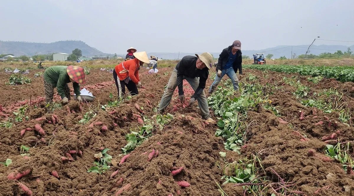 Mở rộng mã số vùng trồng cho khoai lang - Ảnh 1.