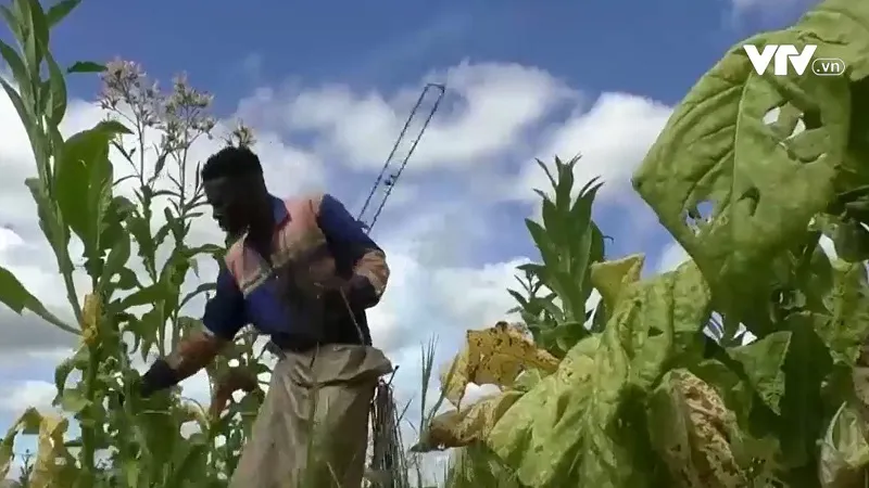 Tổn thất do thuốc l&aacute; g&acirc;y ra với kinh tế to&agrave;n cầu l&ecirc;n tới 1.400 tỷ USD mỗi năm - Ảnh 1.