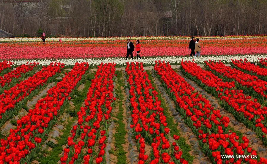 Ng&agrave;nh trồng hoa Trung Quốc đặt mục ti&ecirc;u đầy tham vọng - Ảnh 1.