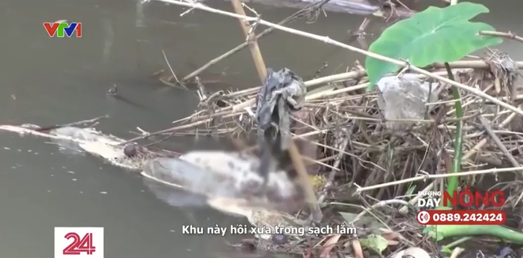 Đồng Nai: Xử lý tình trạng vứt xác heo chết xuống suối - Ảnh 1.