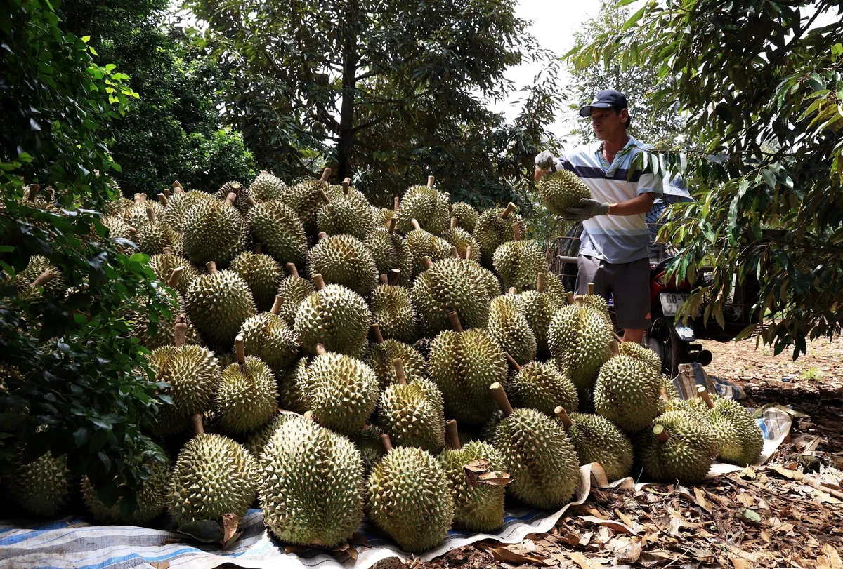 Bùng nổ nhu cầu từ Trung Quốc, sầu riêng thành “vua trái cây” - Ảnh 1.