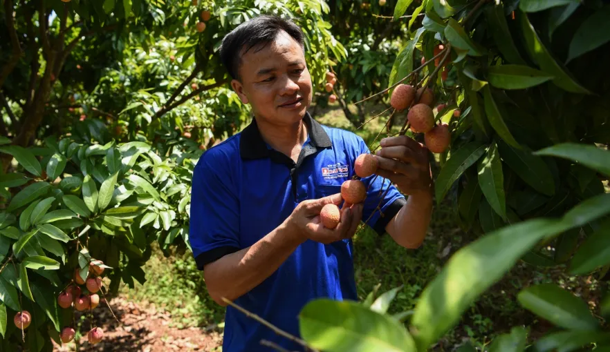 Thay vì mua cân, người tiêu dùng có thể mua cả cây vải thiều - Ảnh 1.