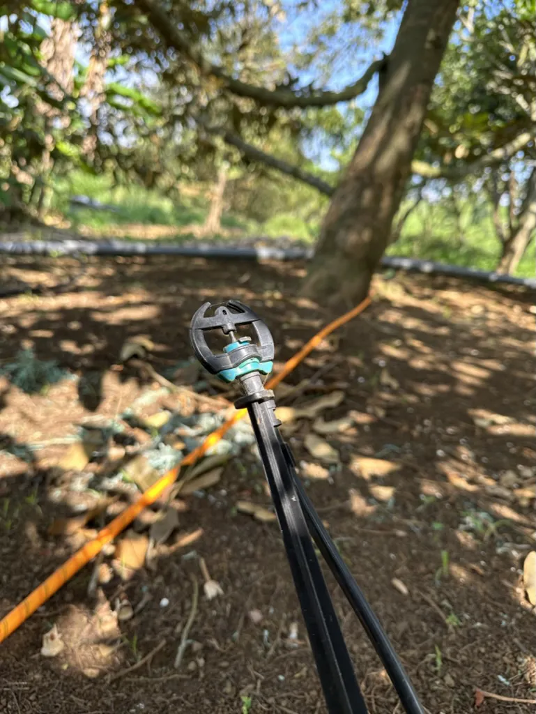 Sầu ri&ecirc;ng ngon nhất thế giới bất ngờ được trồng tại S&ocirc;ng Hinh - Ph&uacute; Y&ecirc;n - Ảnh 3.