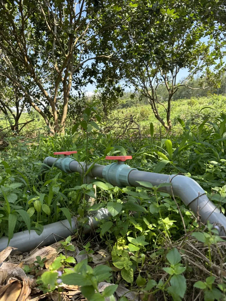 Sầu ri&ecirc;ng ngon nhất thế giới bất ngờ được trồng tại S&ocirc;ng Hinh - Ph&uacute; Y&ecirc;n - Ảnh 4.