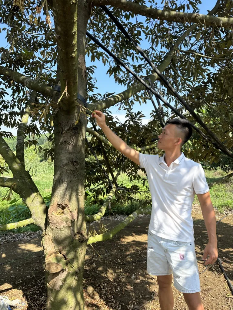 Sầu ri&ecirc;ng ngon nhất thế giới bất ngờ được trồng tại S&ocirc;ng Hinh - Ph&uacute; Y&ecirc;n - Ảnh 5.