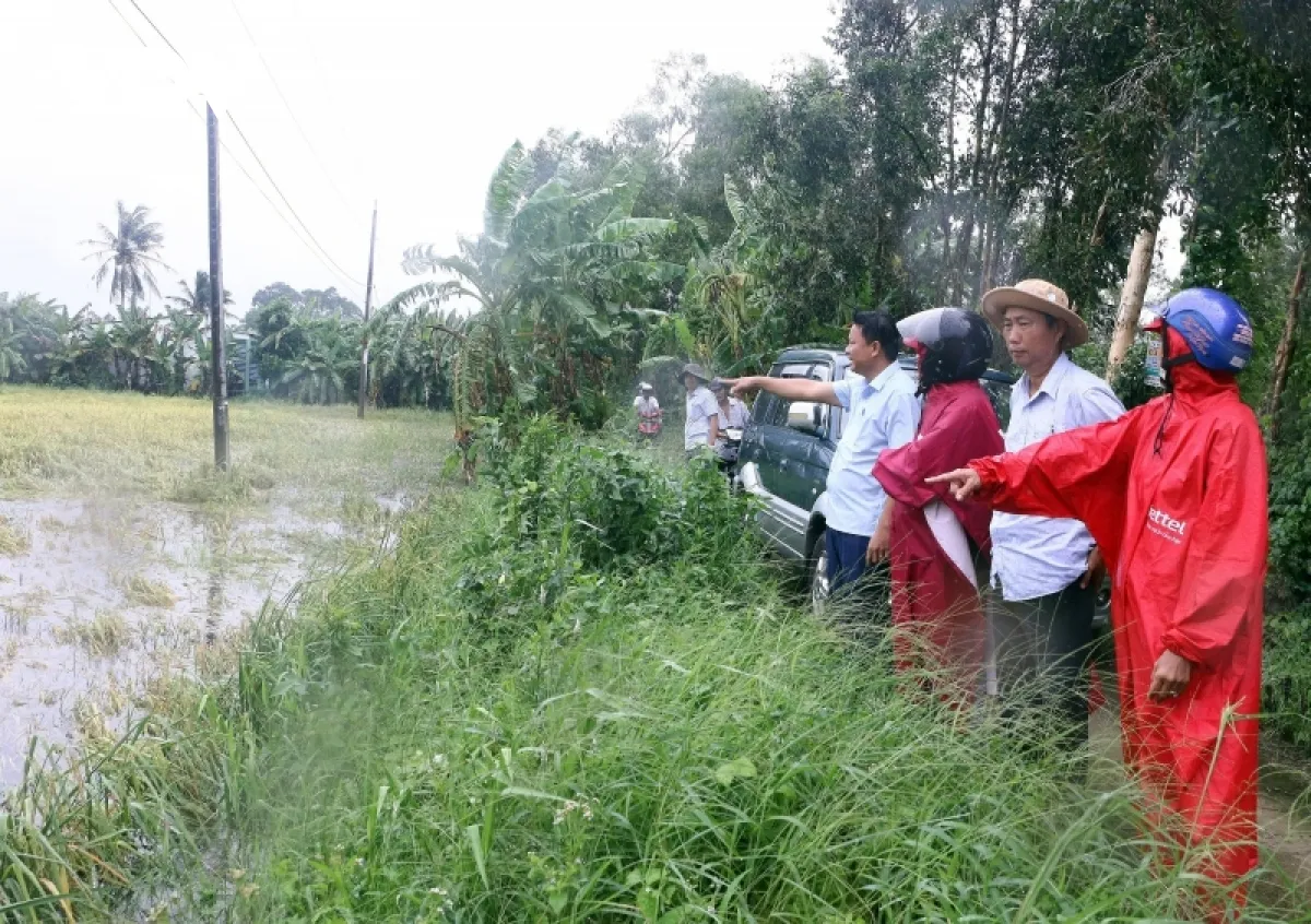 H&agrave;ng ngh&igrave;n hecta l&uacute;a H&egrave; Thu bị đổ ng&atilde;, ngập &uacute;ng - Ảnh 1.