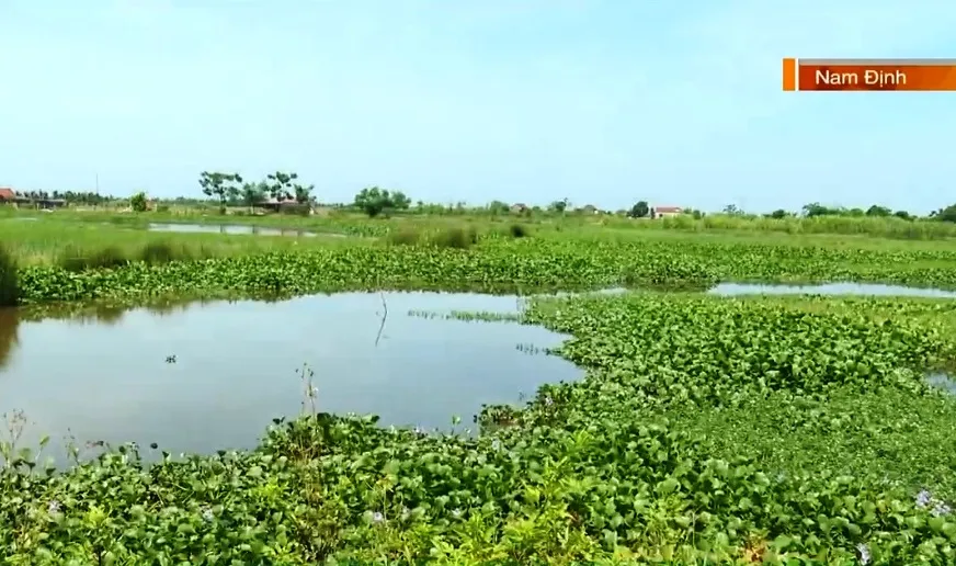 Ruộng bỏ hoang vì ngập, sinh kế của nhiều hộ dân chìm sâu dưới nước - Ảnh 2.