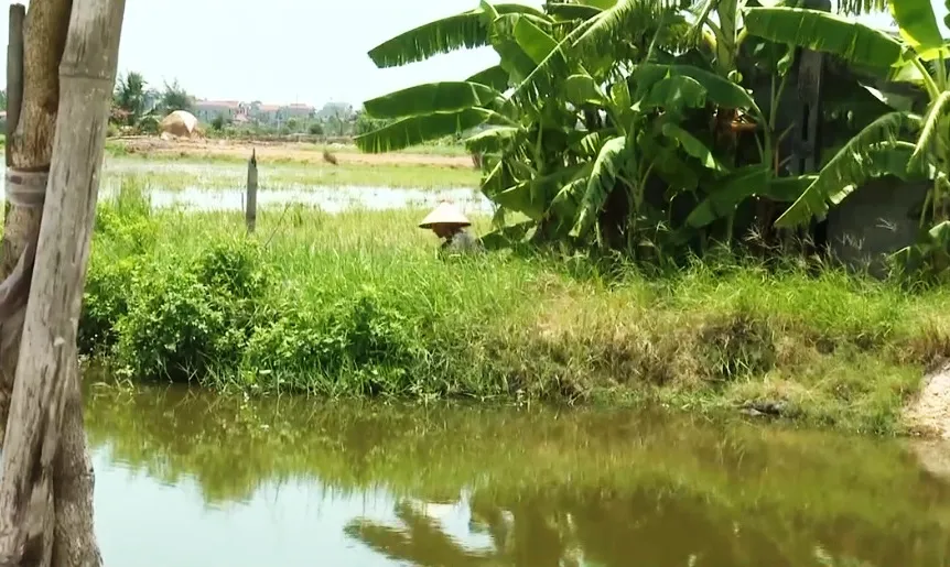 Ruộng bỏ hoang vì ngập, sinh kế của nhiều hộ dân chìm sâu dưới nước - Ảnh 1.