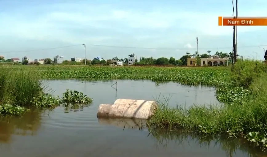 Ruộng bỏ hoang vì ngập, sinh kế của nhiều hộ dân chìm sâu dưới nước - Ảnh 5.