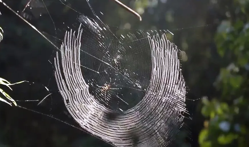 Cứu Sao La v&agrave; c&aacute;c lo&agrave;i qu&yacute; hiếm - Ảnh 2.