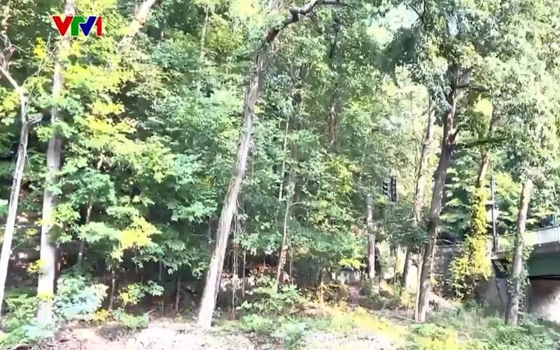 Rừng nguy&ecirc;n sinh giữa thủ đ&ocirc; nước Mỹ - Ảnh 1.