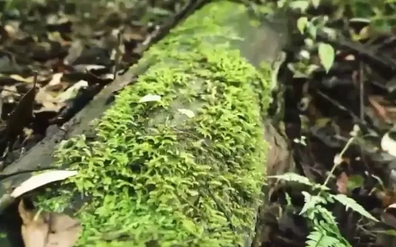 Ph&aacute;t hiện c&acirc;y b&aacute;ch khổng lồ ở Khu tự trị T&acirc;y Tạng (Trung Quốc) - Ảnh 1.