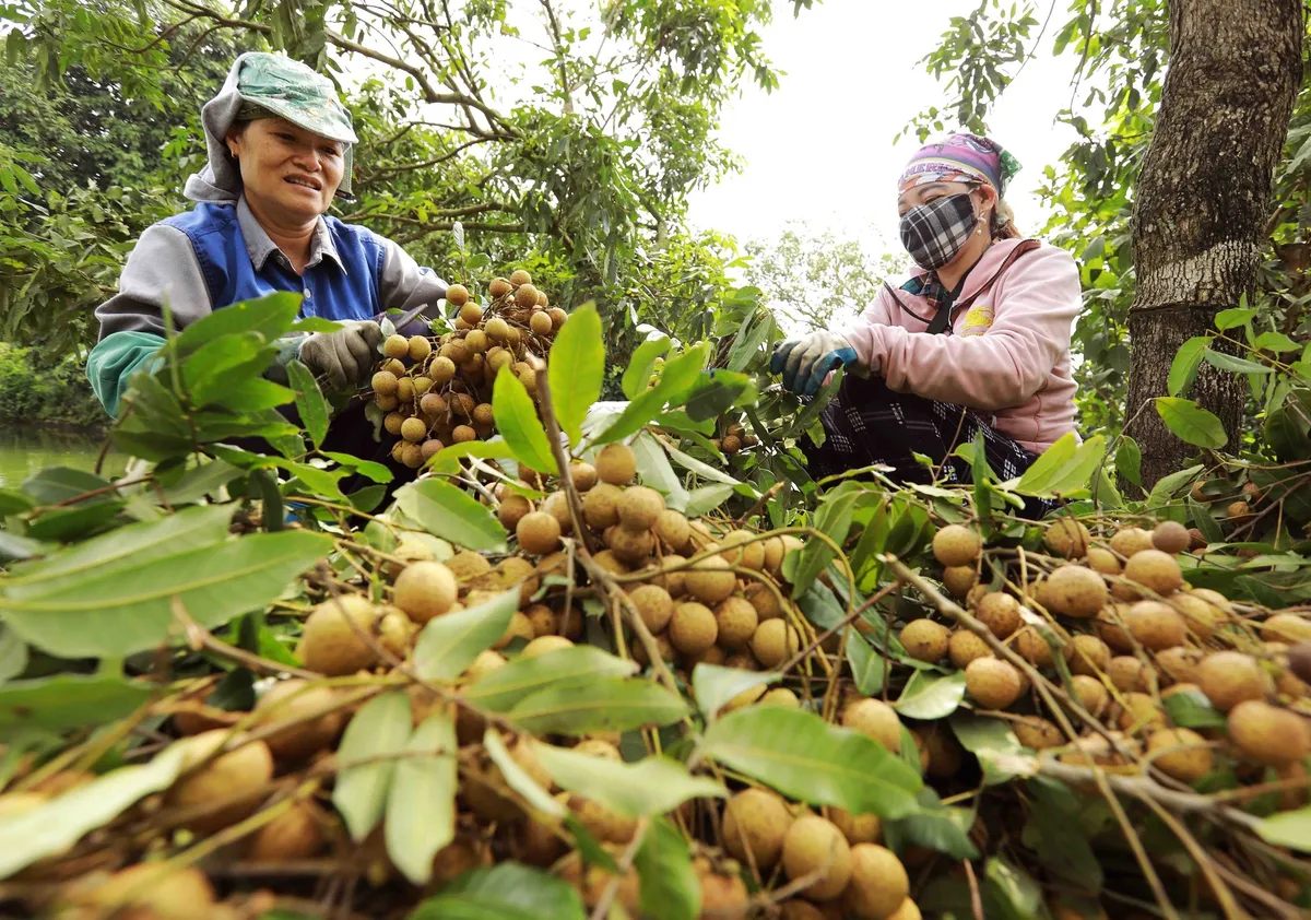 Nhãn lồng Hưng Yên giống cổ giá 80.000 đồng/kg - Ảnh 1.