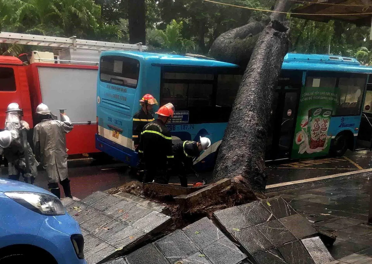 Hà Nội: Cây cổ thụ bật gốc, đổ đè trúng xe bus đang đi trên phố - Ảnh 1.