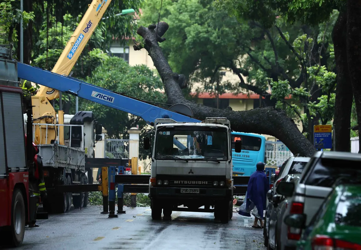 Hà Nội: Cây cổ thụ bật gốc, đổ đè trúng xe bus đang đi trên phố - Ảnh 3.