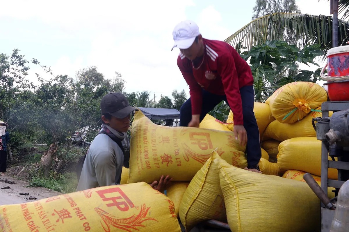 Sóc Trăng: Giá lúa Hè Thu tăng mạnh, nông dân phấn khởi - Ảnh 1.