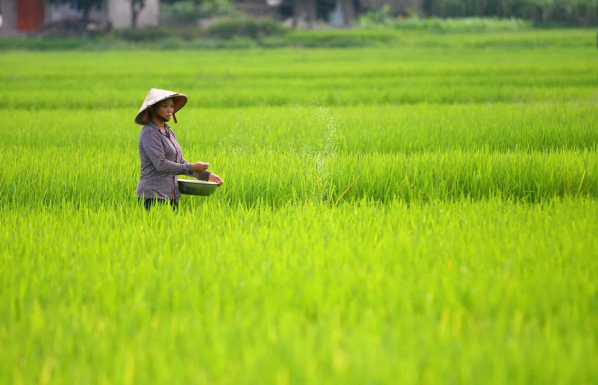 ĐBSCL sẽ có thêm hơn 300.000 tấn lúa phục vụ xuất khẩu - Ảnh 1.