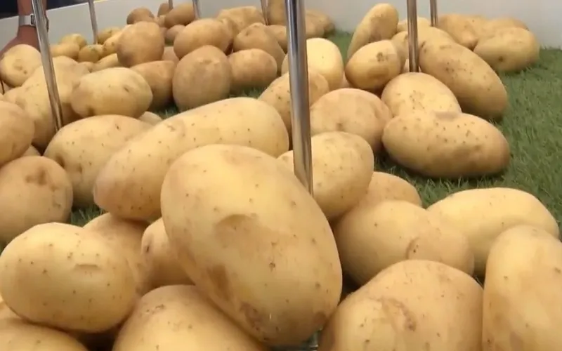 Hội chợ khoai t&acirc;y tại Bỉ giới thiệu những thiết bị thu hoạch hiện đại nhất - Ảnh 2.