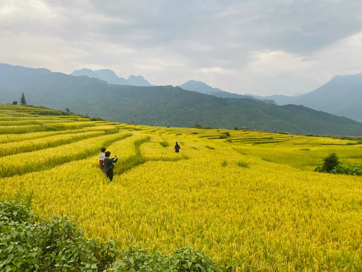 Ngắm nhìn mùa vàng rực rỡ ở vùng cao phía Bắc trong tháng 9 - Ảnh 2.