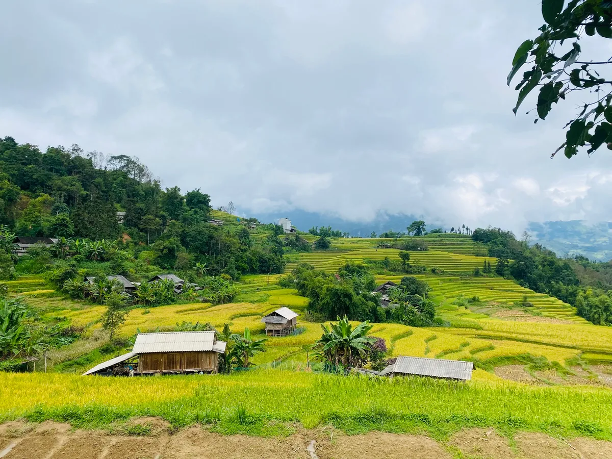 Ngắm nhìn mùa vàng rực rỡ ở vùng cao phía Bắc trong tháng 9 - Ảnh 3.