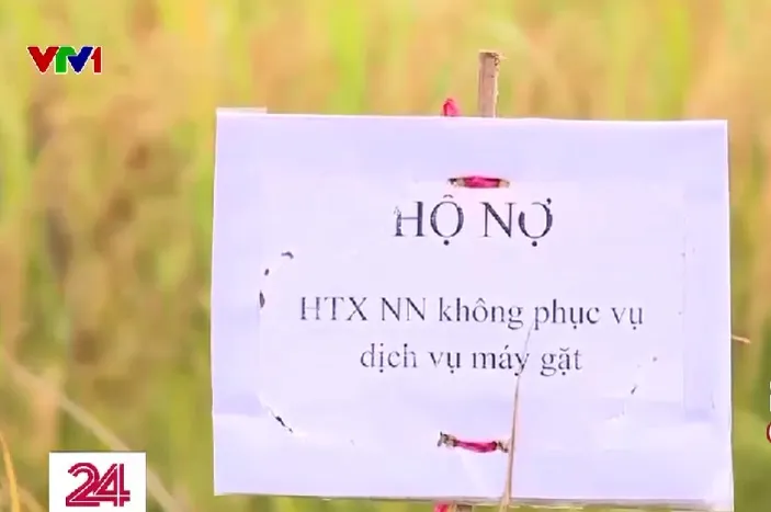 Huyện Mỹ Đức phản hồi sau phản ánh của VTV về tình trạng bảo kê máy gặt - Ảnh 1.