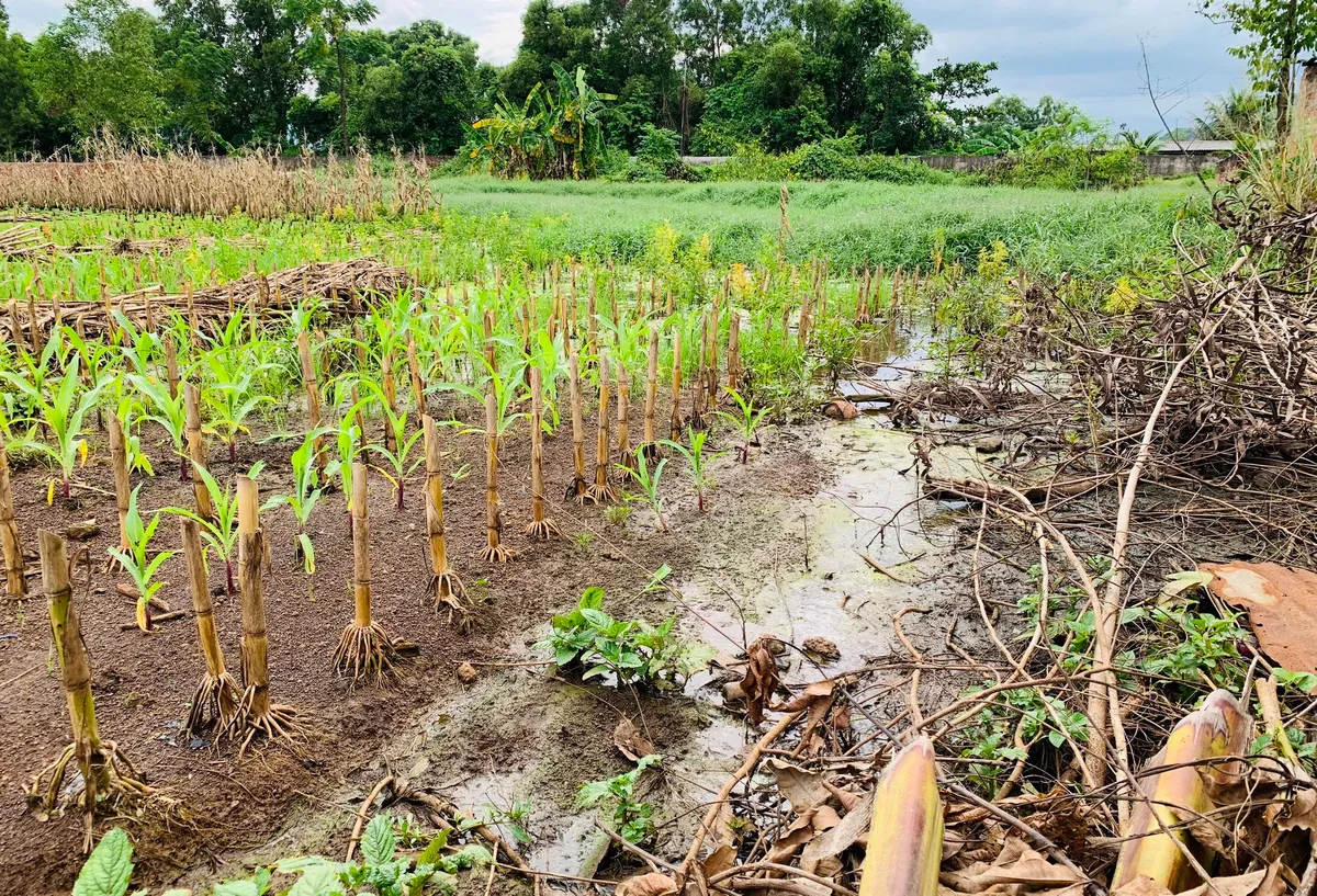 Bà Rịa - Vũng Tàu: Trại nuôi heo gây ô nhiễm môi trường  - Ảnh 1.