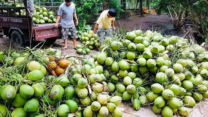 Dừa sớm lọt top xuất khẩu tỷ đô? - Ảnh 1.