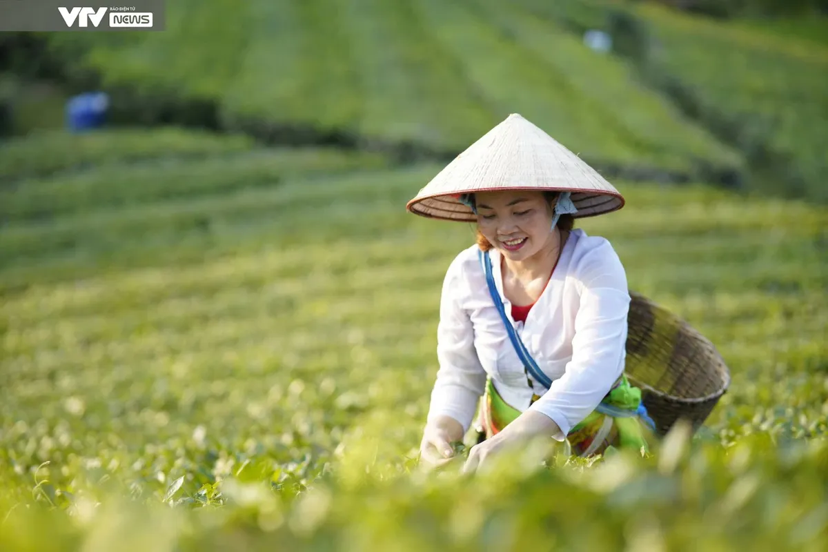 Cận cảnh quy trình sản xuất thủ công chè xanh Đinh Bát Tiên đặc sản Long Cốc (Phú Thọ) - Ảnh 2.