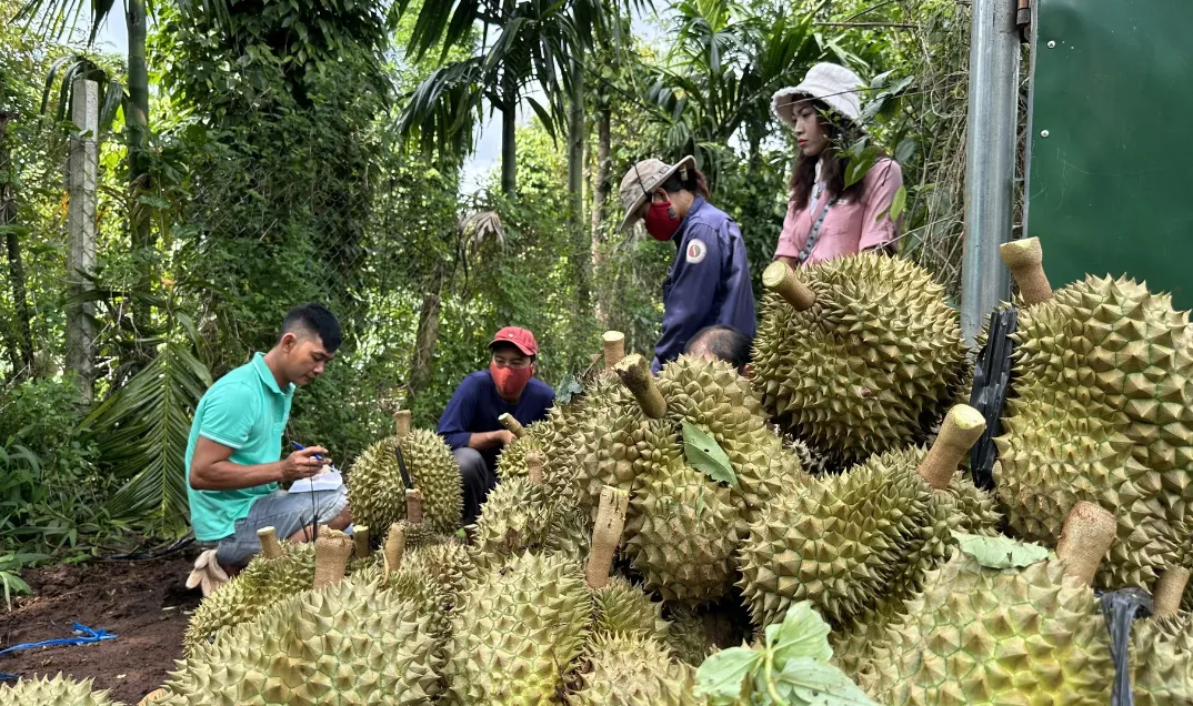 Sầu riêng có thể mang về 3 tỷ USD xuất khẩu - Ảnh 1.