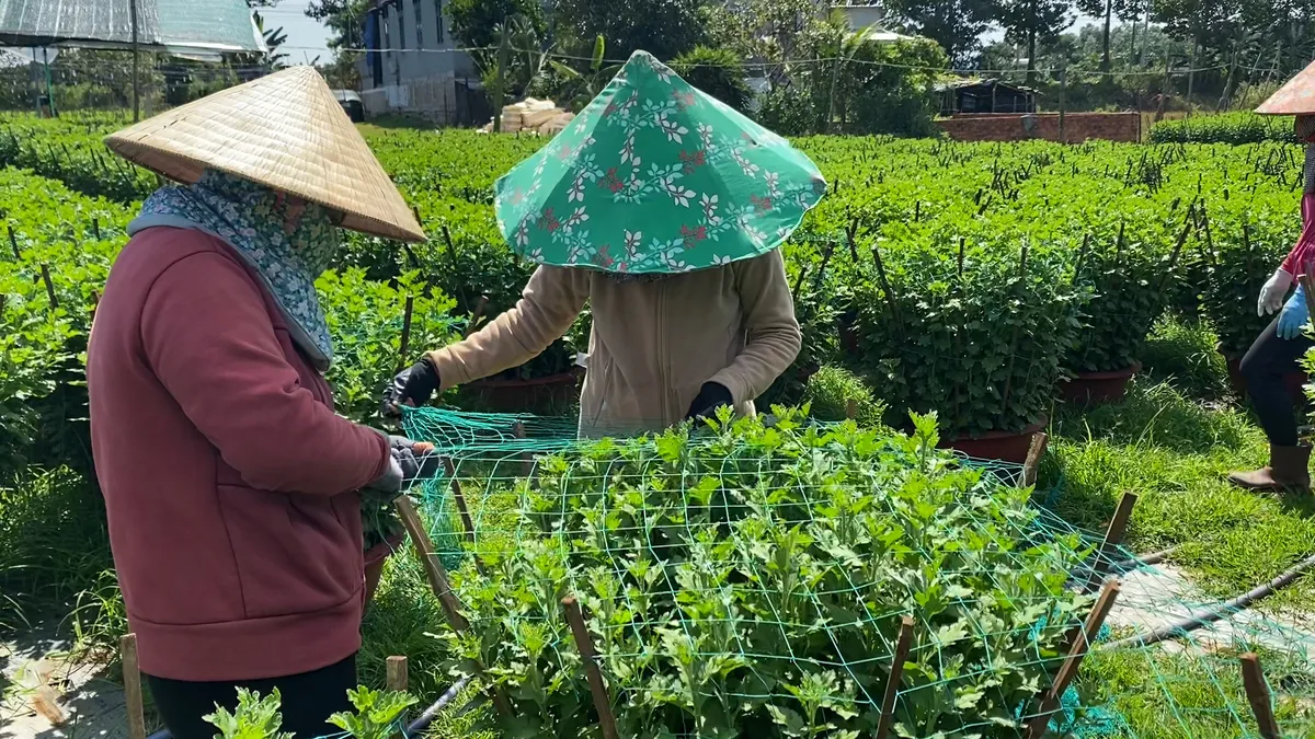 Bà Rịa - Vũng Tàu: Nhà vườn lo vắng khách, giảm diện tích trồng hoa Tết - Ảnh 3.