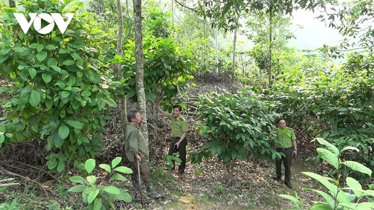 Phía sau hàng trăm vụ phá rừng tại Bắc Kạn - Ảnh 3.