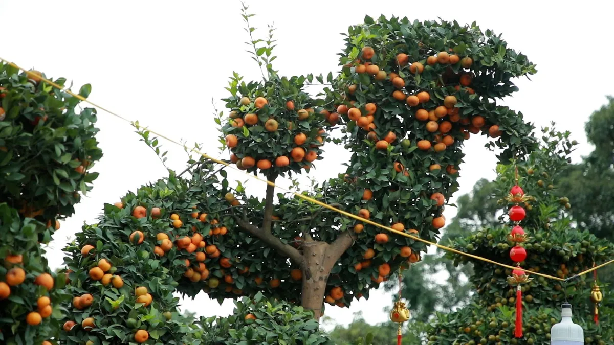 Hưng Yên: Cây tạo dáng hình rồng độc, lạ đón Tết Giáp Thìn - Ảnh 5.