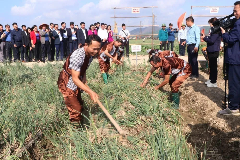 Lần đầu tiên tổ chức Lễ hội thu hoạch hành, tỏi tại Hải Dương - Ảnh 2.