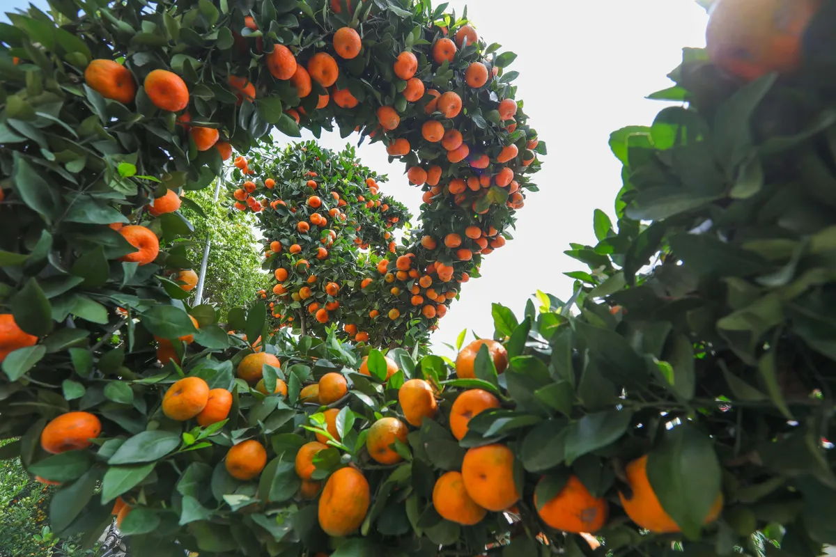 Thị trường hoa, c&acirc;y cảnh Tết: Sức mua tăng, gi&aacute; ổn định - Ảnh 1.