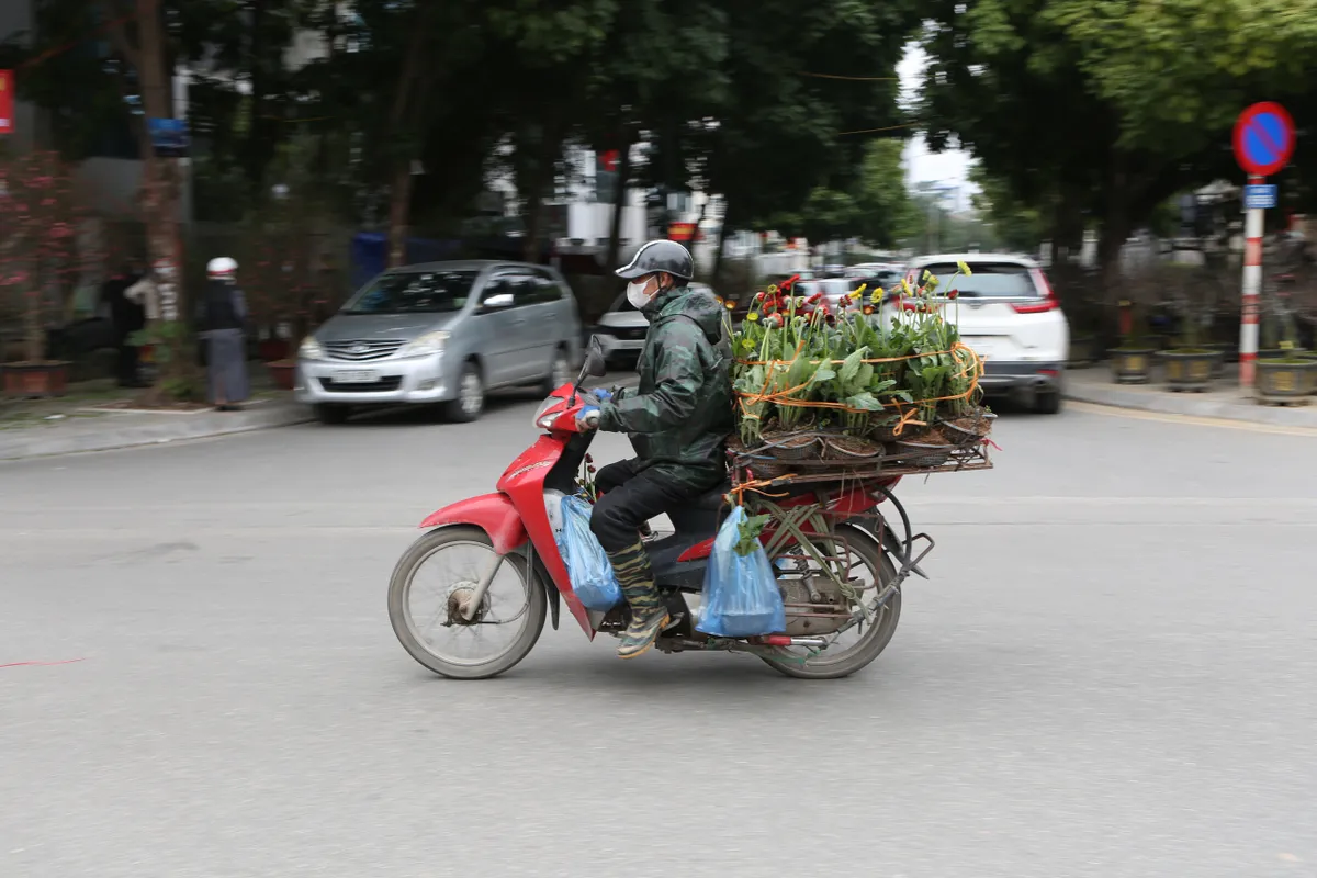 Nghề chở cây cảnh những ngày giáp Tết - Ảnh 4.