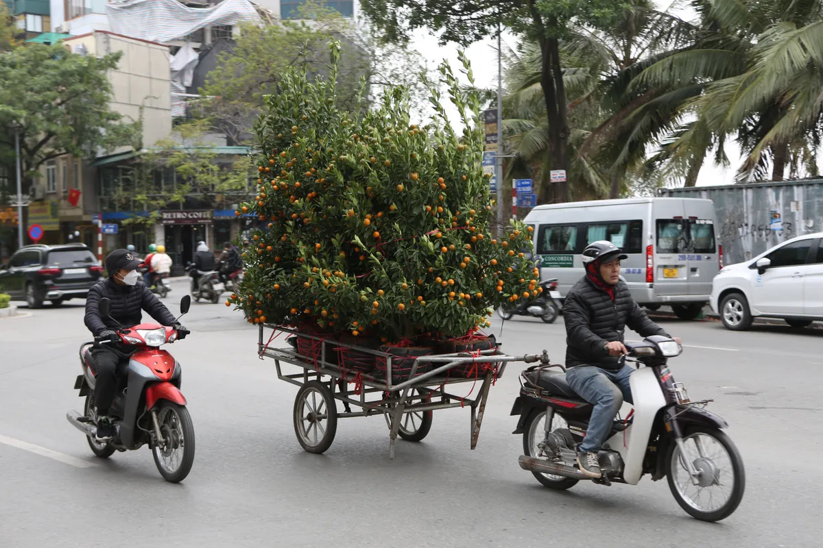 Nghề chở cây cảnh những ngày giáp Tết - Ảnh 5.