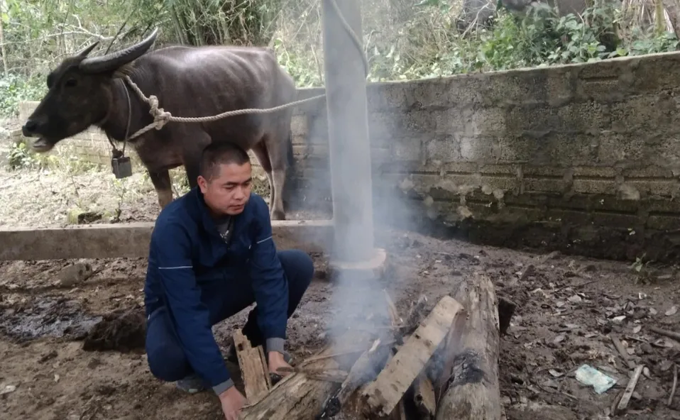 Hàng trăm gia súc chết cóng vì băng giá - Ảnh 1.