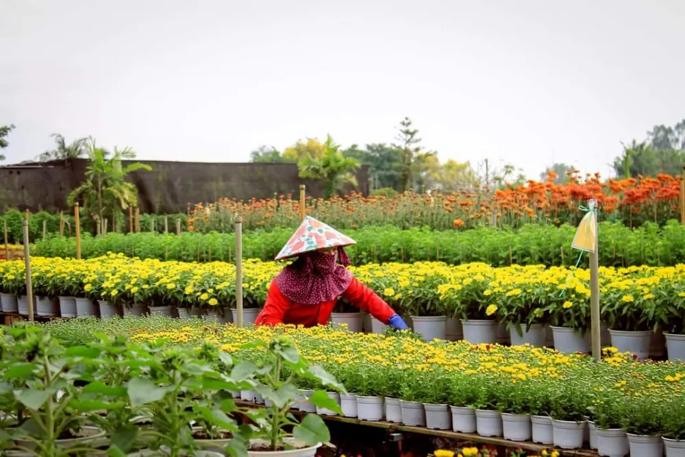 Làng hoa Sa Đéc vào mùa Tết - Ảnh 1.