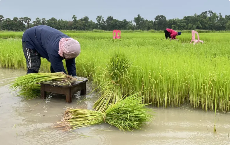 Tăng thu nhập cho người trồng lúa - Ảnh 1.