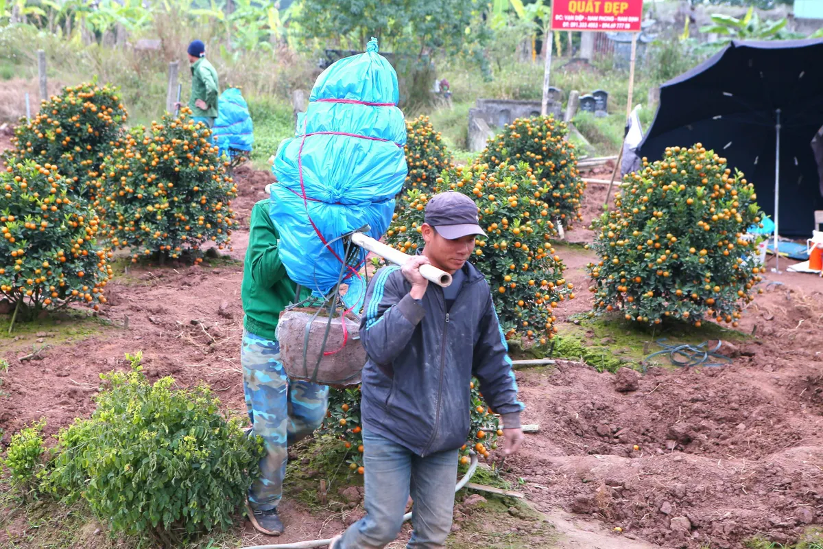 Thủ phủ quất ở Nam Định cháy hàng - Ảnh 2.