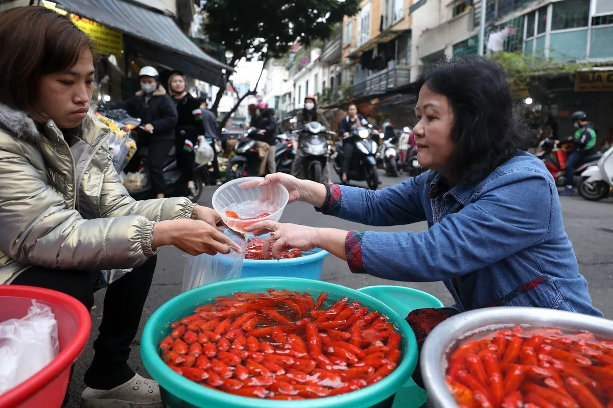 Giá cá chép đỏ thấp hơn mọi năm - Ảnh 1.